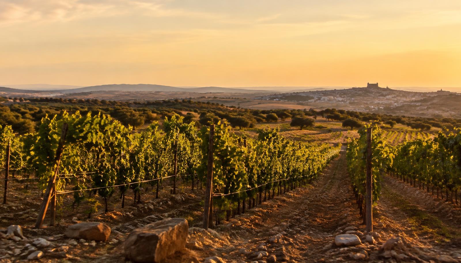 Vinhedo no Alentejo ao entardecer